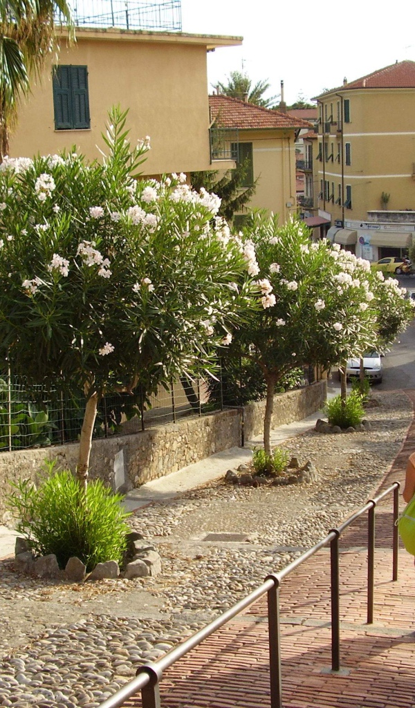 Прогулка по улицам на курорте Бордигера, Италия