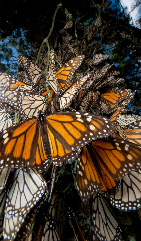 Эффектное Мексика