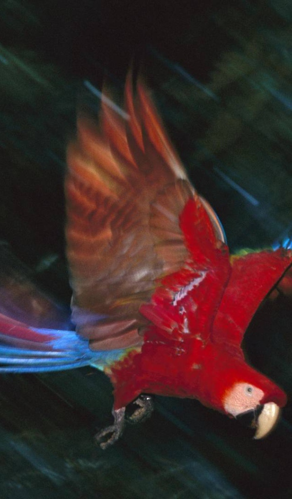 Прекрасная птица в Перу