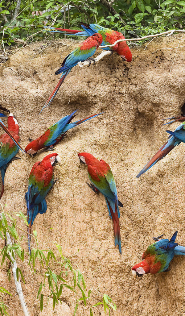 Птицы в Перу