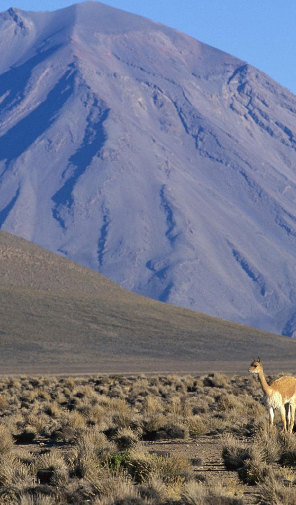 Ламы в Перу