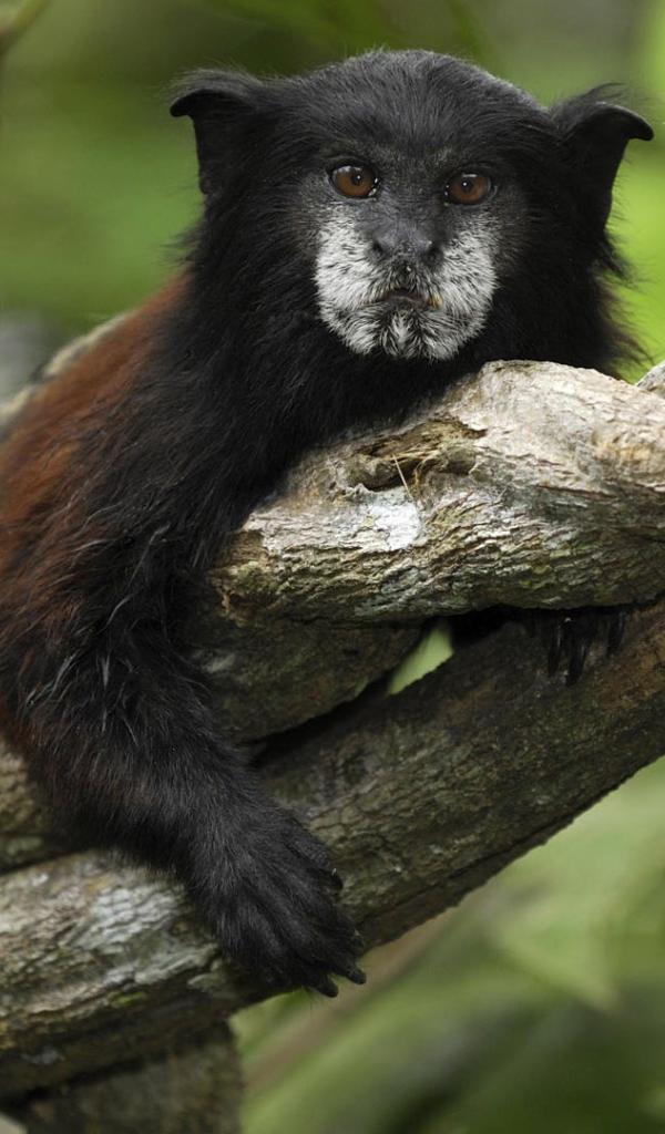 Обезьяна в джунглях Перу