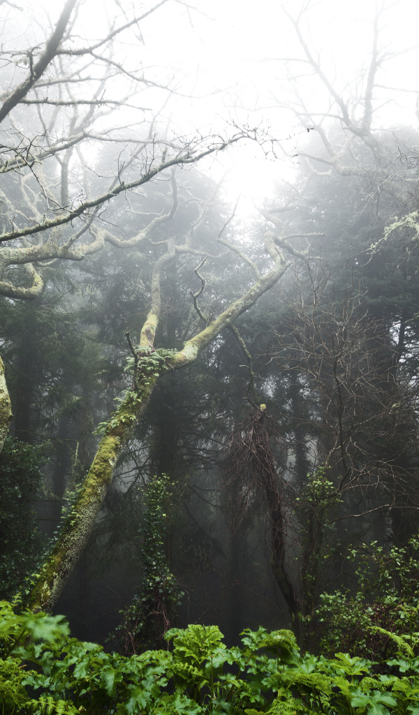 Тропический лес в Португалии