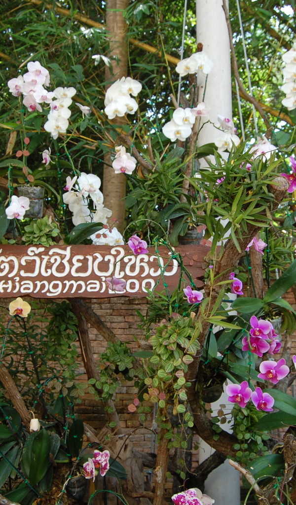 Ботанический сад на курорте Чианг Май, Таиланд