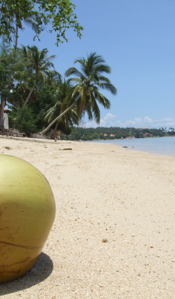 Кокос на пляже на острове Самуи, Таиланд