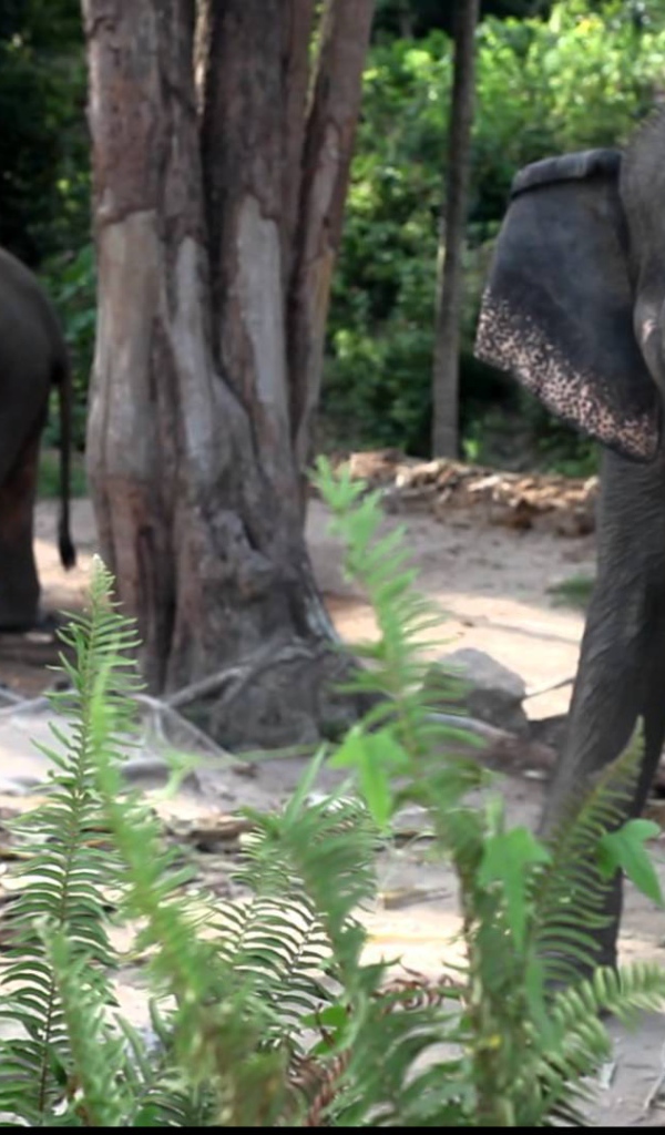 Слоны на берегу моря на острове Панган, Таиланд