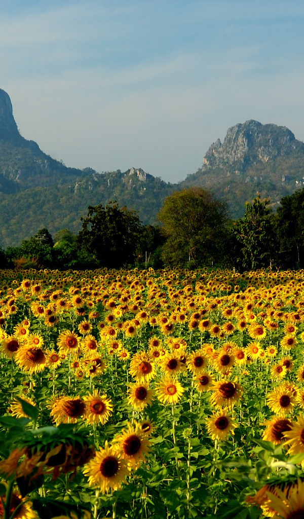 Поле подсолнухов на курорте Лопбури, Таиланд
