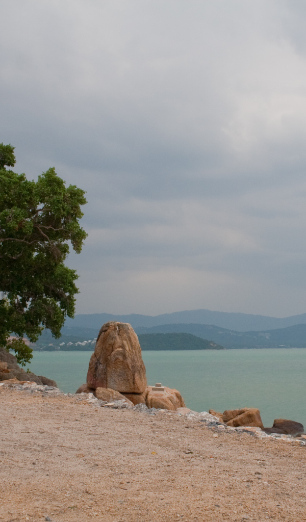 Одинокое дерево на пляже на курорте острова Ко Лан, Таиланд