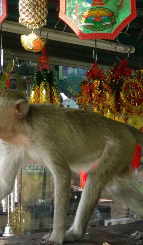 Обезьяна на прилавке на курорте Лопбури, Таиланд