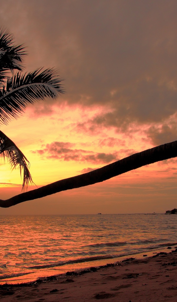 Пальма на пляже на острове Панган, Таиланд