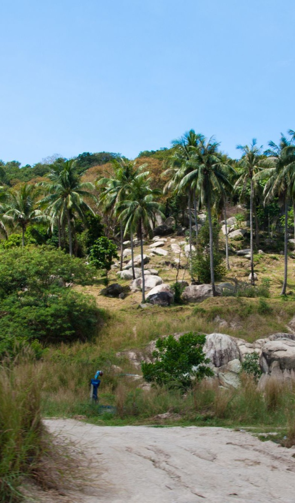 Palm trees on a cliff on the island of Koh Tao, Thailand