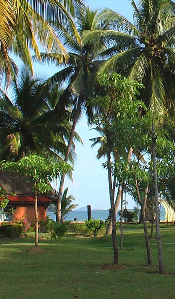 Palm trees on the coast of the island of Koh Chang, Thailand