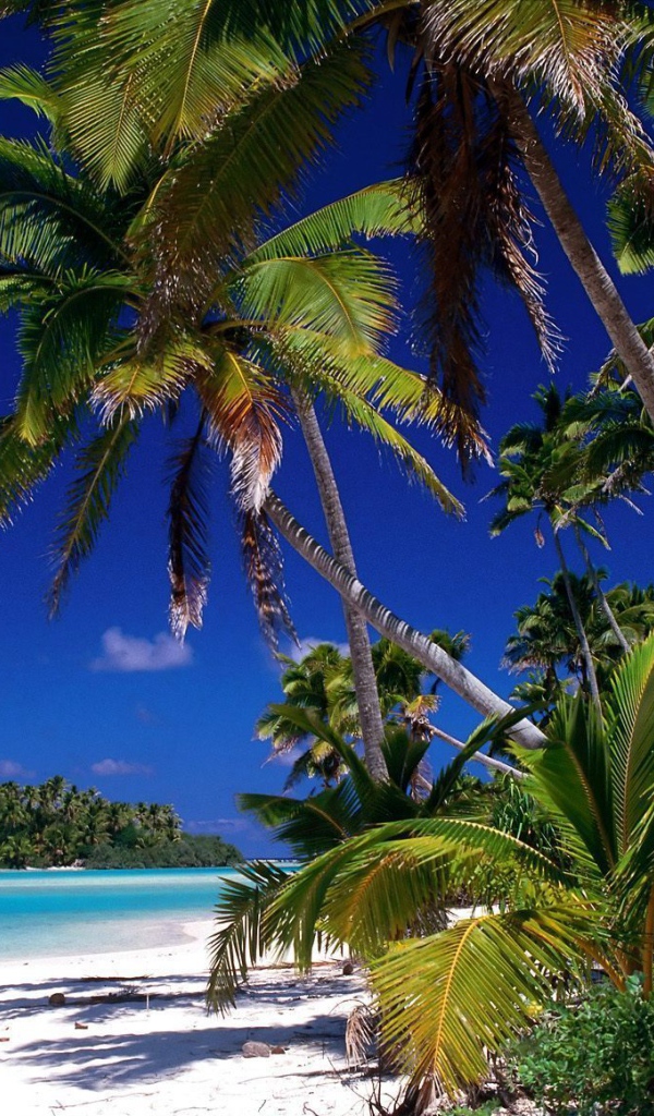 Пальмы на берегу на острове Тао, Таиланд