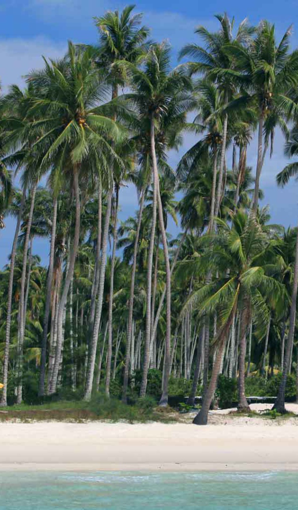 Пальмы на пляже на острове Ко Куд, Таиланд