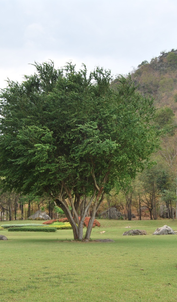 Дерево в парке на курорте Ча Ам, Таиланд