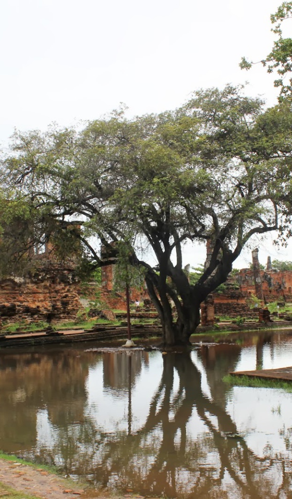 Дерево в воде на курорте Лопбури, Таиланд