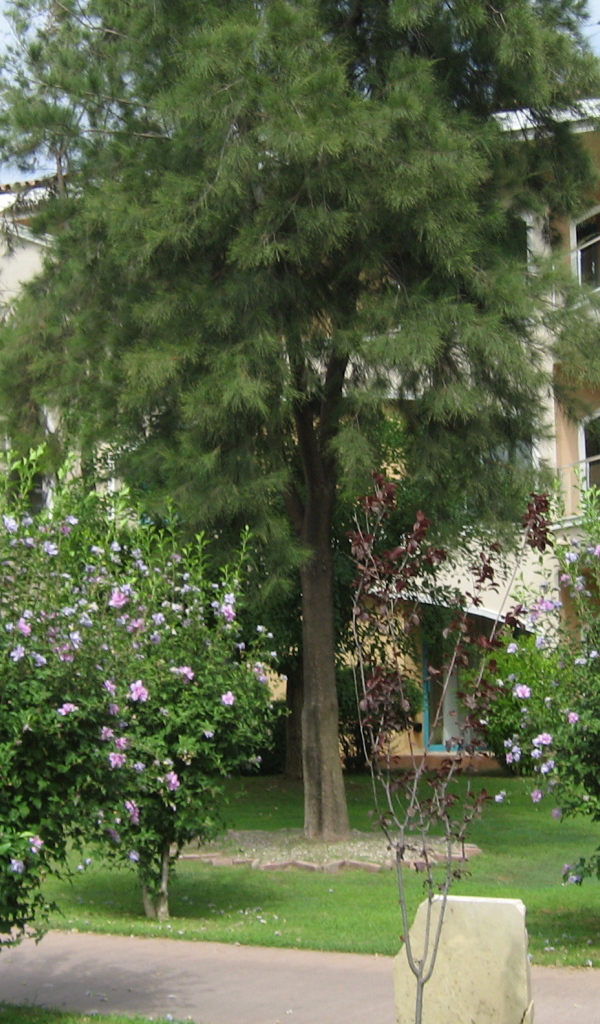Городские улицы в Белек, Турция