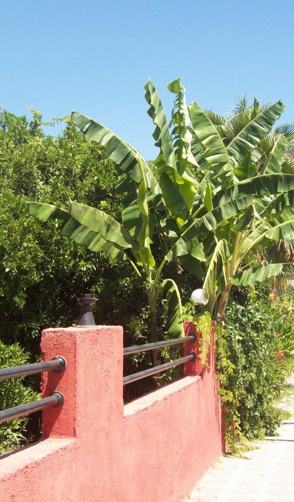 Зеленые растения в Кемере, Турция