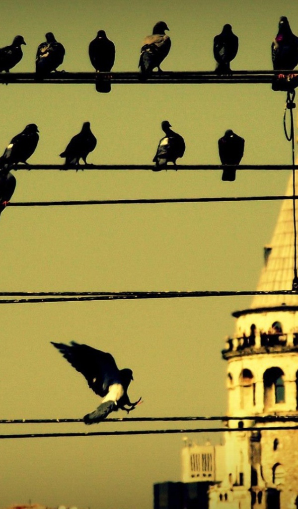 Голуби на проводах в Стамбуле