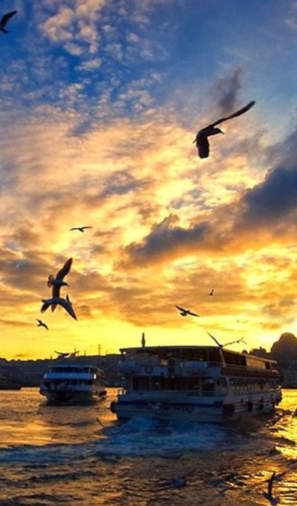 Чайки над бухтой в Стамбуле