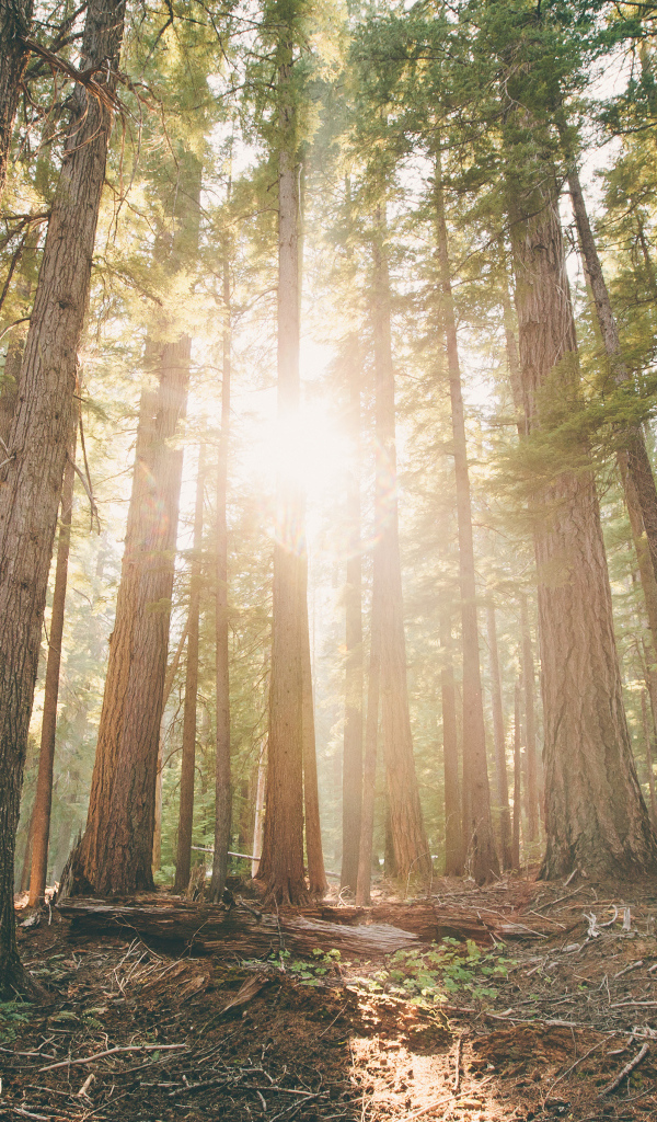 Леса в штате Орегон, США