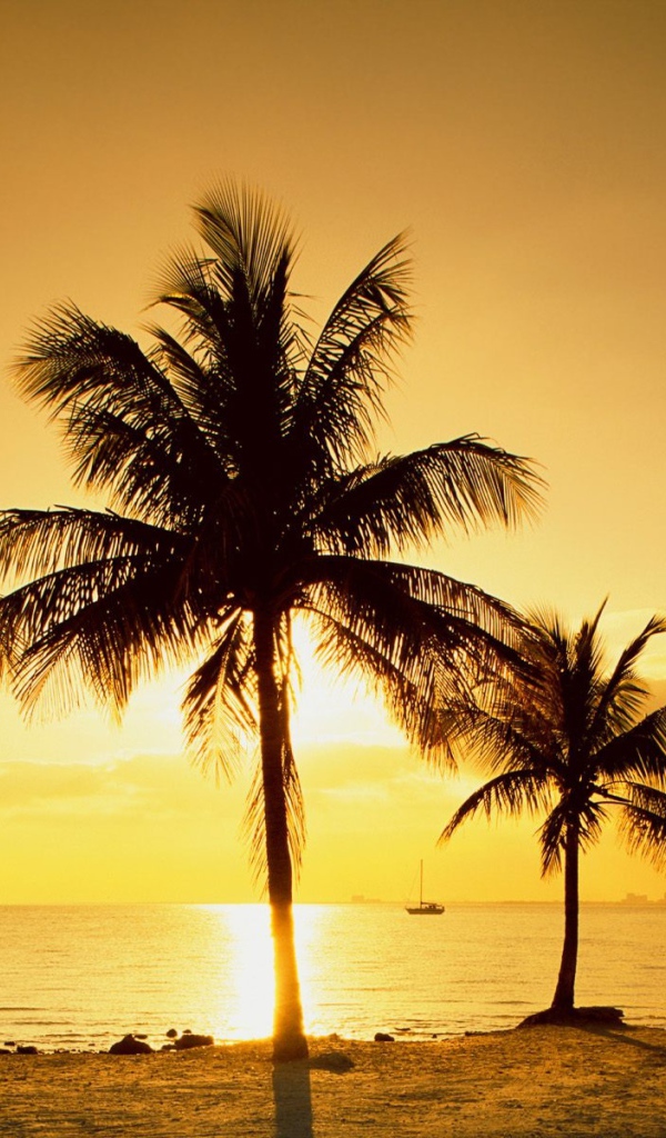 Пальмы на пляже в Майами