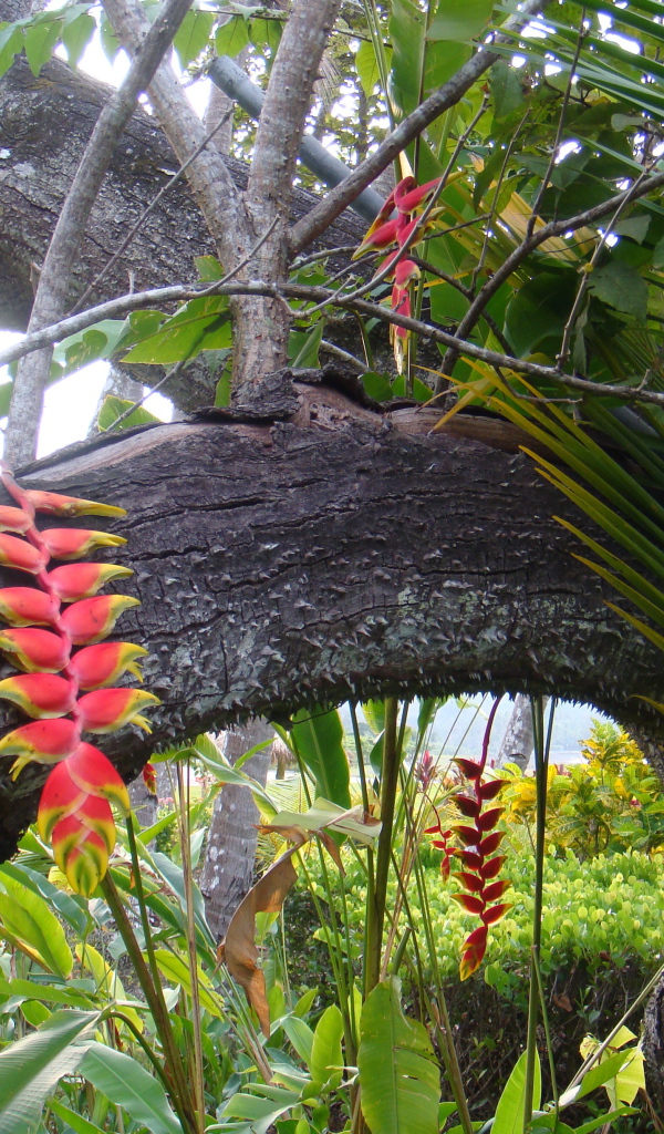 Красивые деревья в Коста-Рике