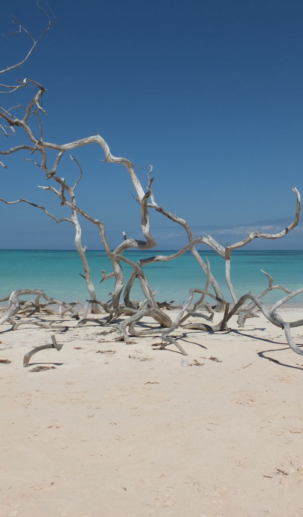 Ветки на пляже на курорте Кайо Санта Мария, Куба