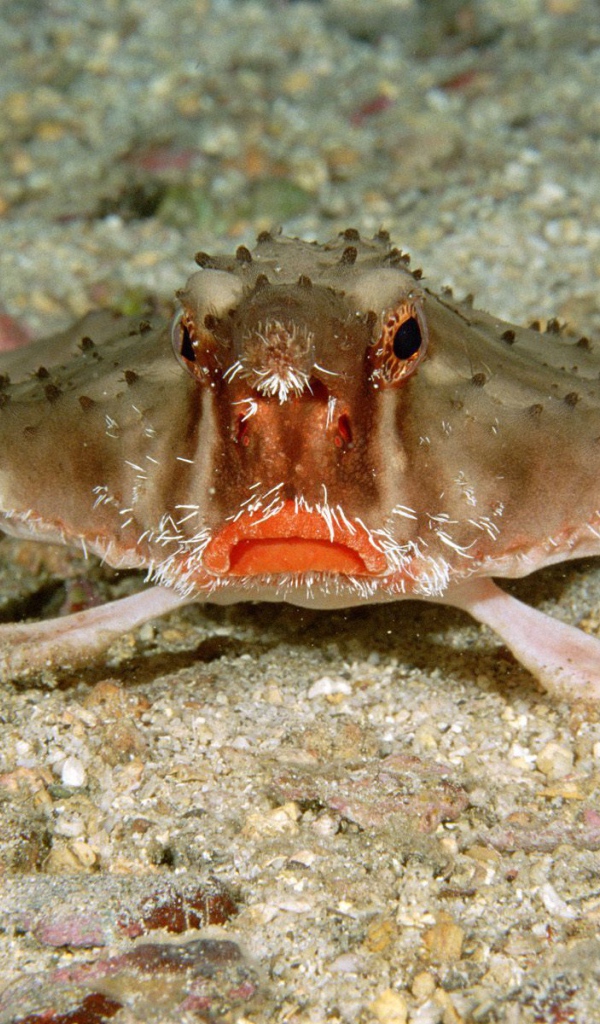 Краб в Коста-Рика