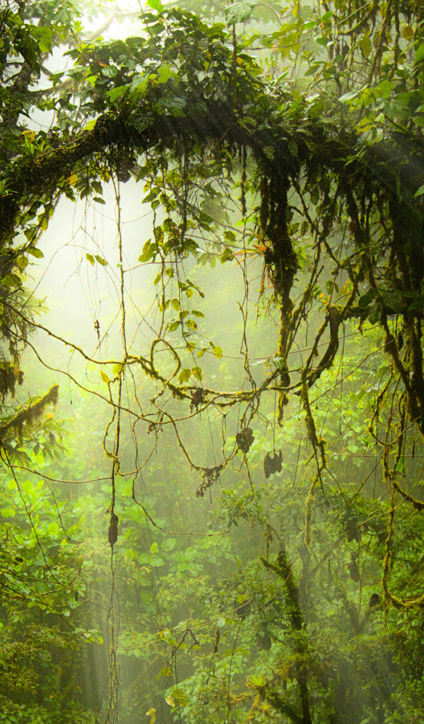 Опасные джунгли Коста-Рика