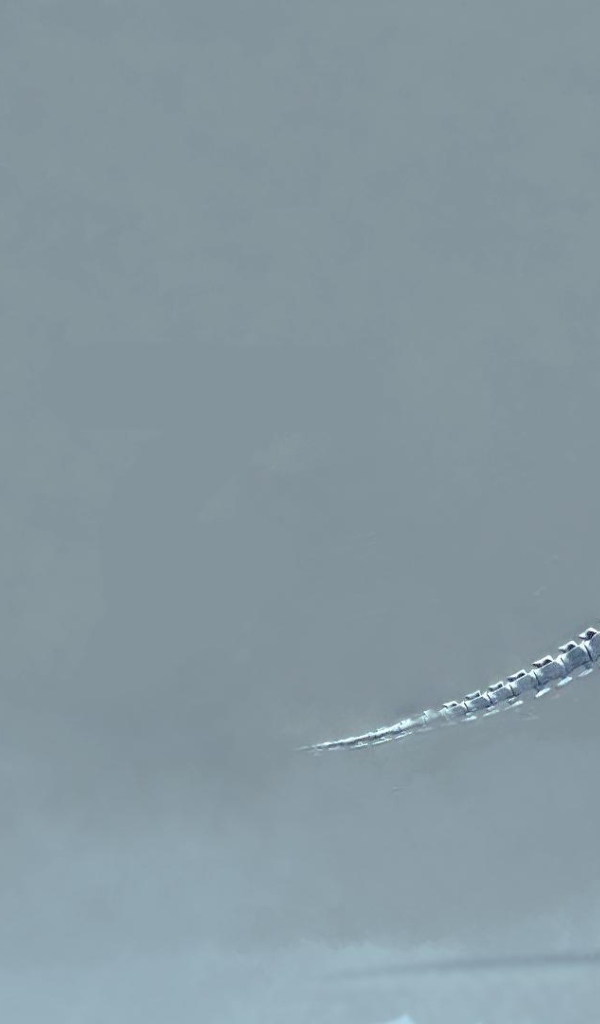 Скелет динозавра