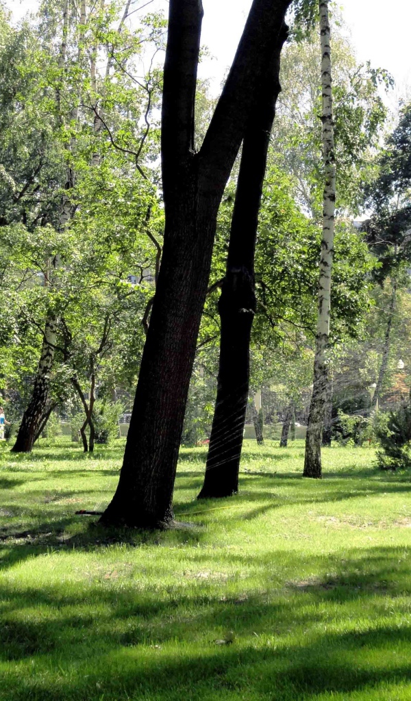 Леса в Харькове