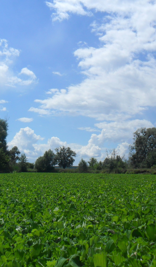 Поляны Харькова