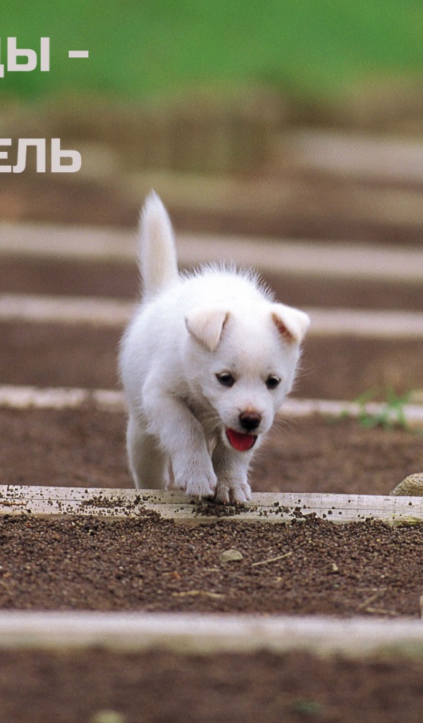 Иди к своей цели