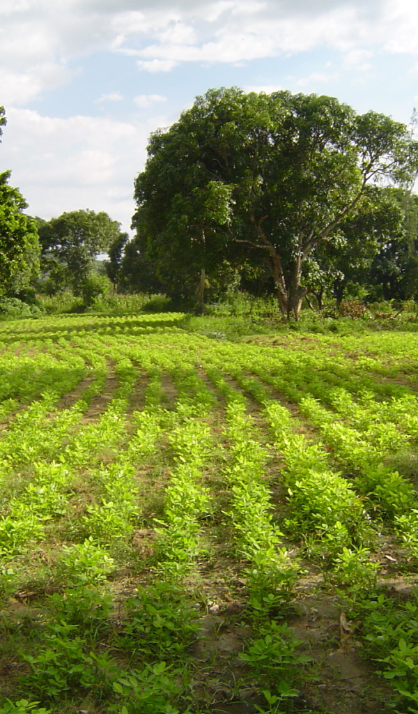 Зеленый пейзаж Гаити