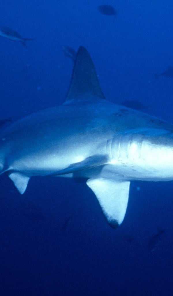 Акула-молот в Коста-Рика