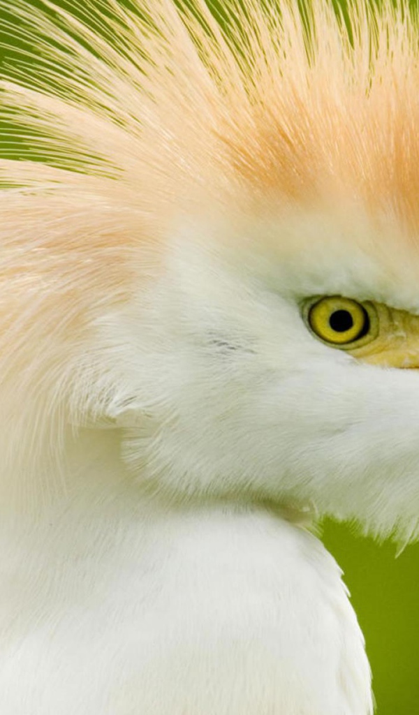 Интересные птицы в Коста-Рике