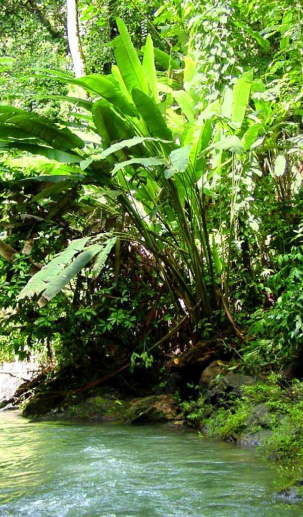 Джунгли Коста-Рика