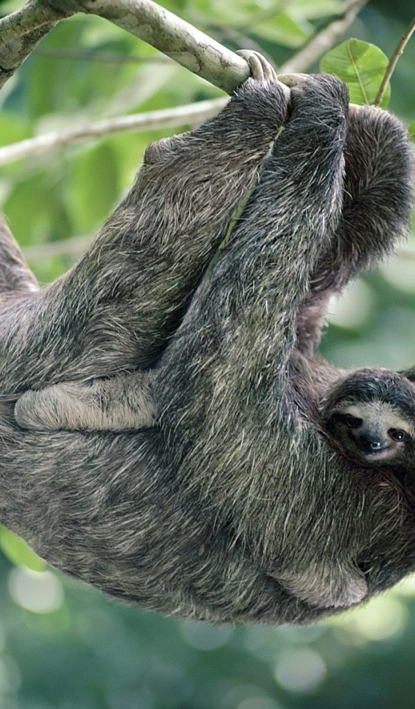 Обезьяны в лесу в Панаме