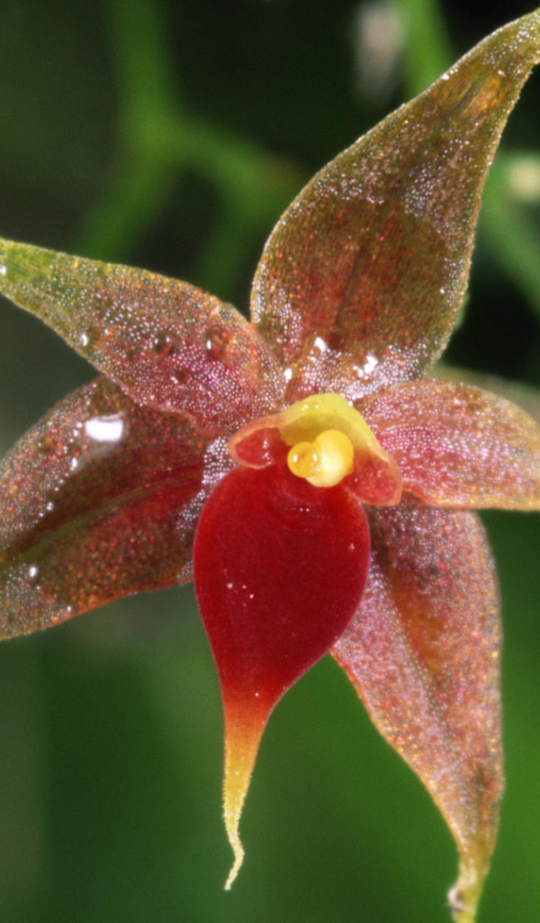 Орхидея в Коста-Рика