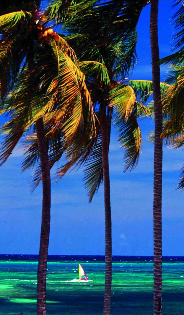 Пальмы на фоне моря на курорте Гуардалавака, Куба