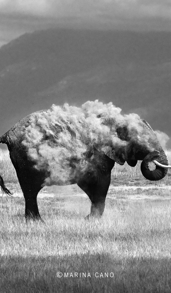 Photography elephant