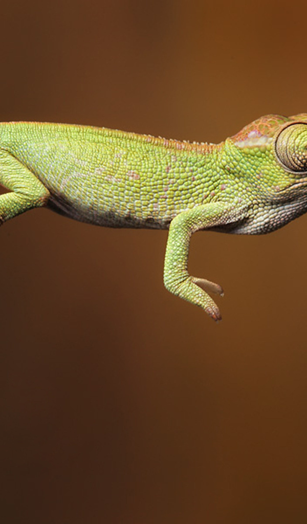 Фотография ящерица прыгает