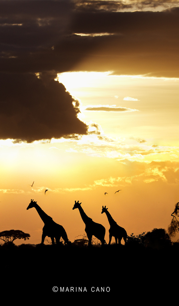 Photography sunset in africa
