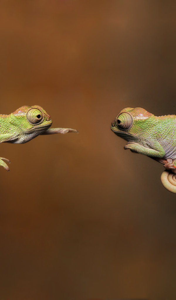 Фотография две ящерицы