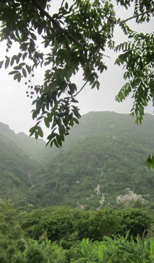 Тропический лес в Гаити