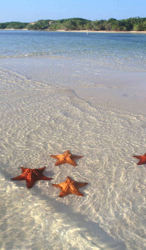 Морские звезды на пляже на курорте Кайо Гильермо, Куба