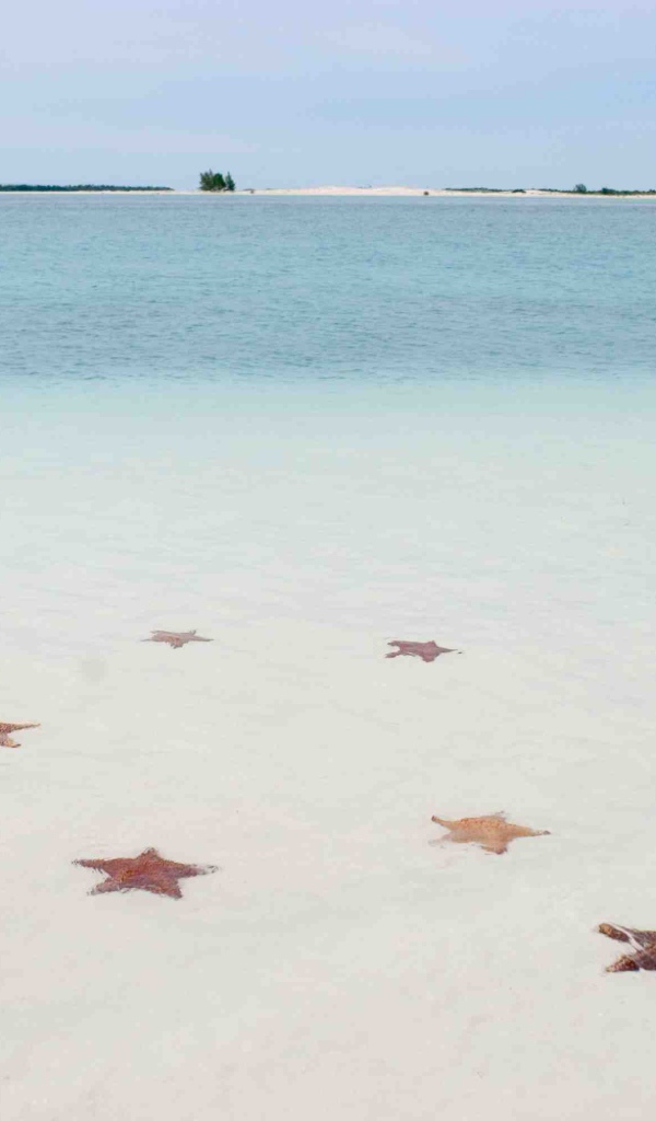 Морские звезды на пляже на курорте Кайо Ларго, Куба