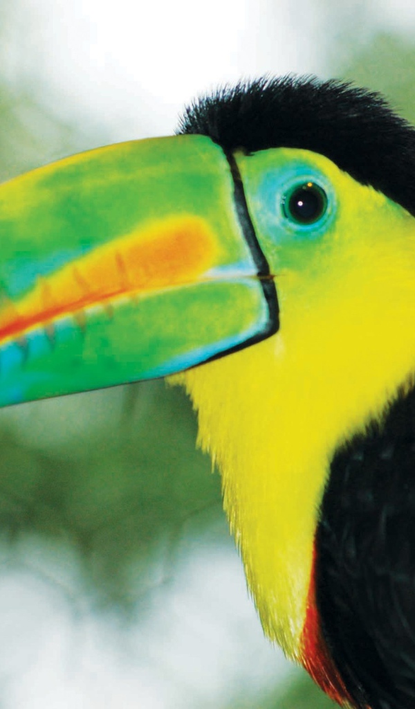 Тукан Коста-Рика