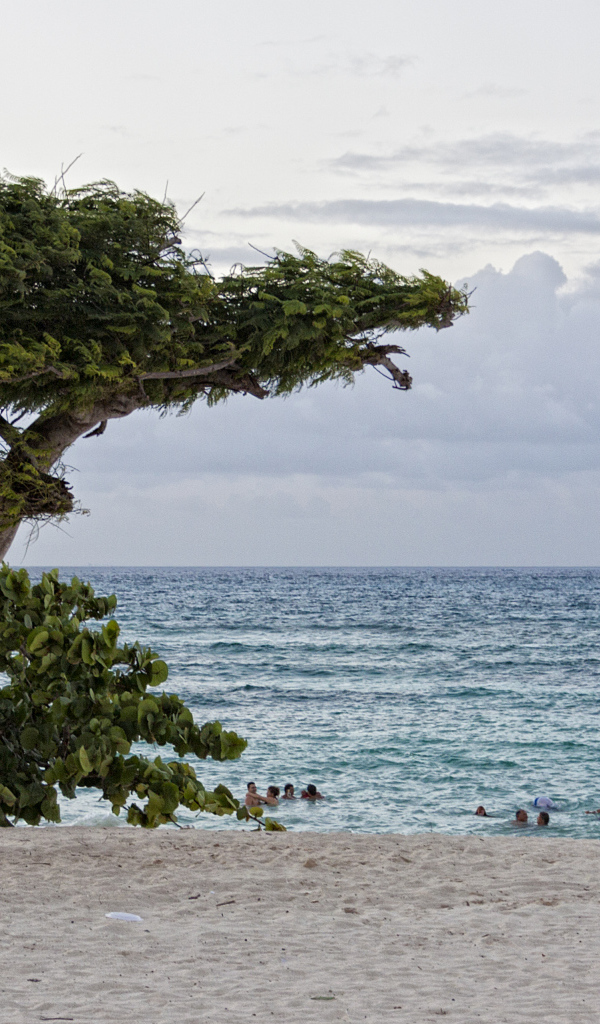 Дерево на фоне моря на курорте Гуардалавака, Куба